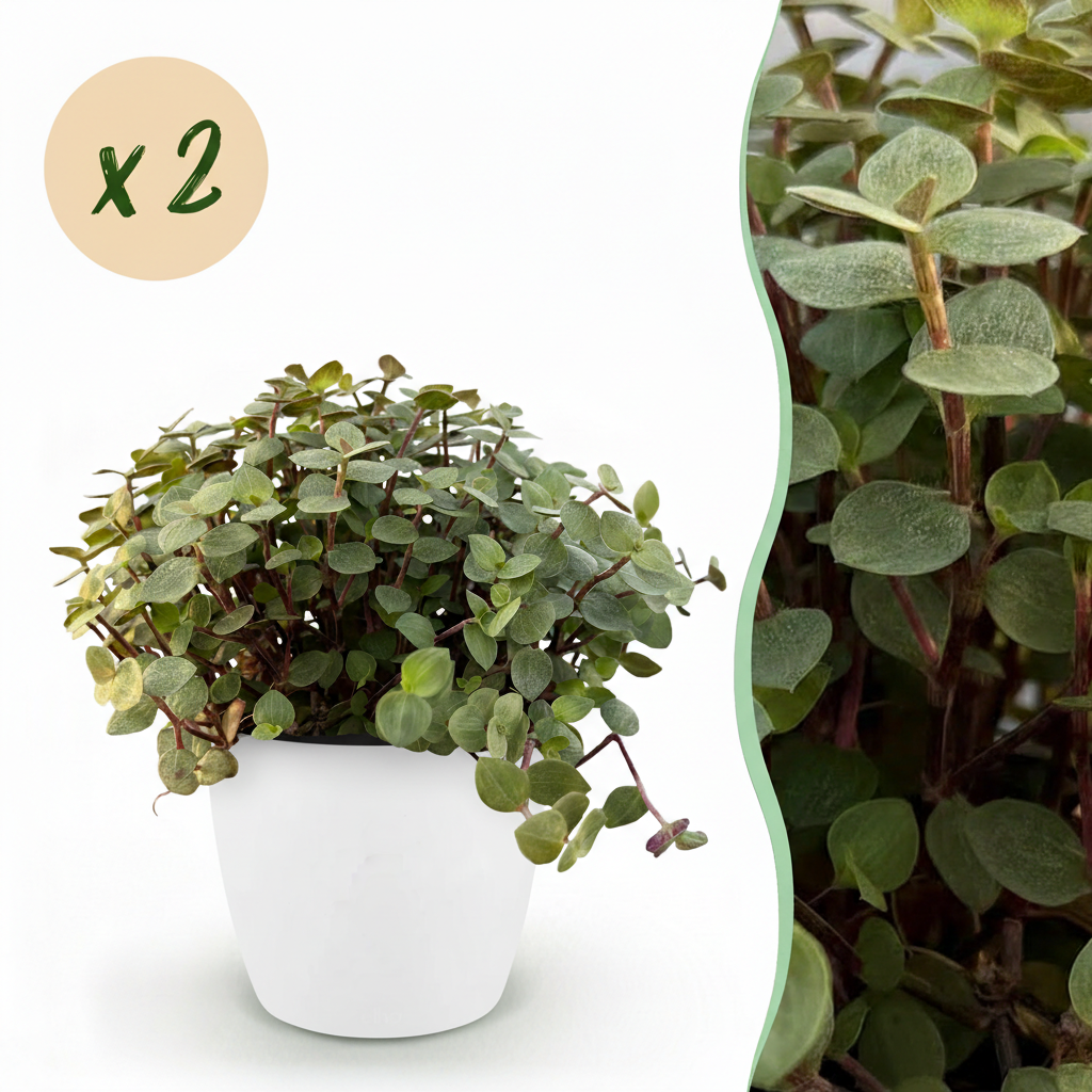 Green boutiQ, Zimmerpflanze, Calissia repens, Katzengras, Haustierfreundlich, Grün, Topf 12cm, Höhe 17, 20cm