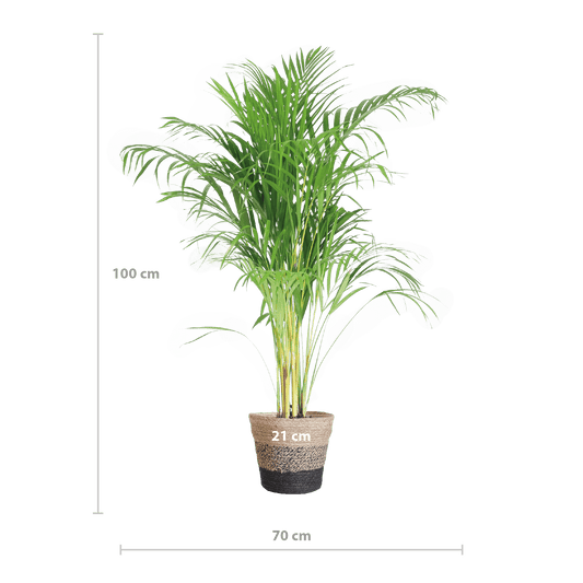 Areca Palm (Dypsis) mit Lissabon-Korb Schwarz - 100cm - Ø21 - Botanic-Vibes