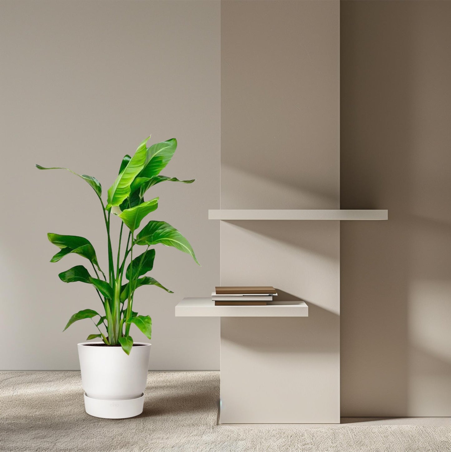 Strelitzia nicolai – 70–90 cm – Ø17