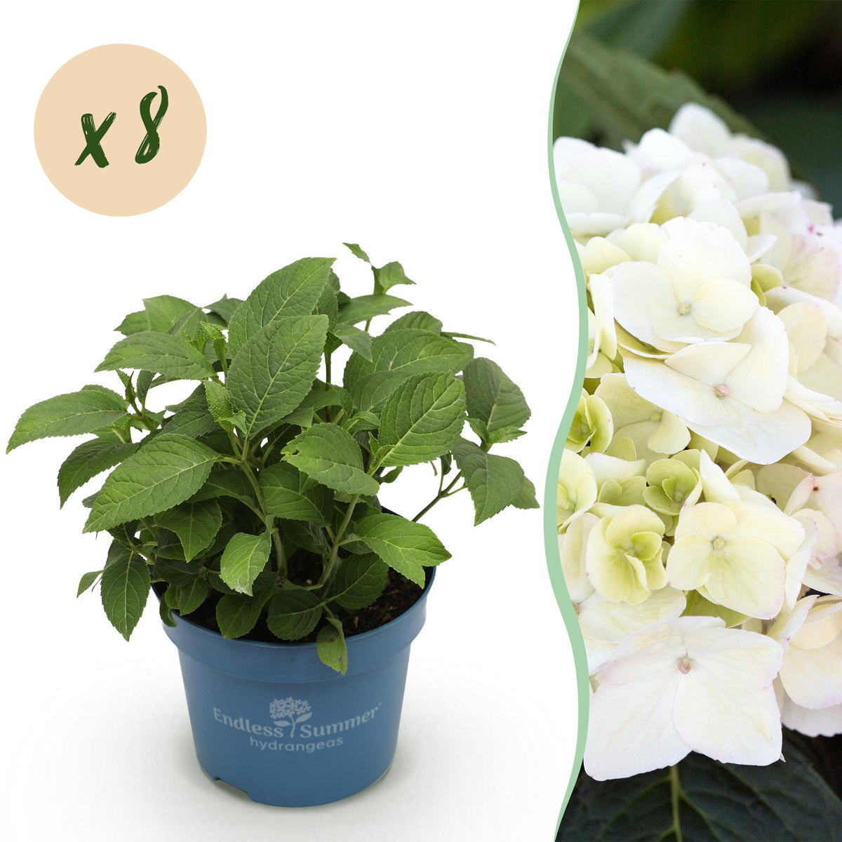 Green boutiQ, Gartenpflanze, Hydrangea Endless Summer The Bride, Hortensie, Winterhart, Weiß, Topf 14cm, Höhe 20, 25cm