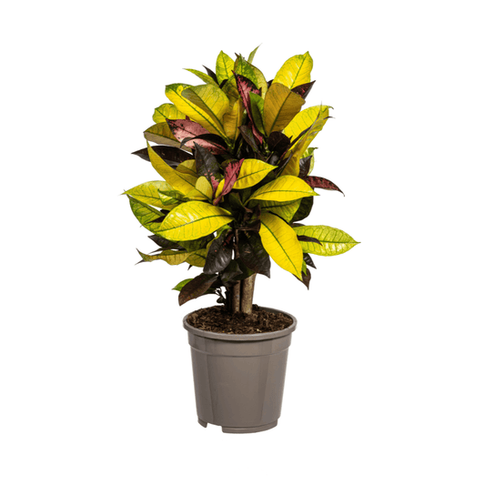 Codiaeum 'Croton' Iceton Ø17cm - ↕40 - 60cm - Botanic-Vibes