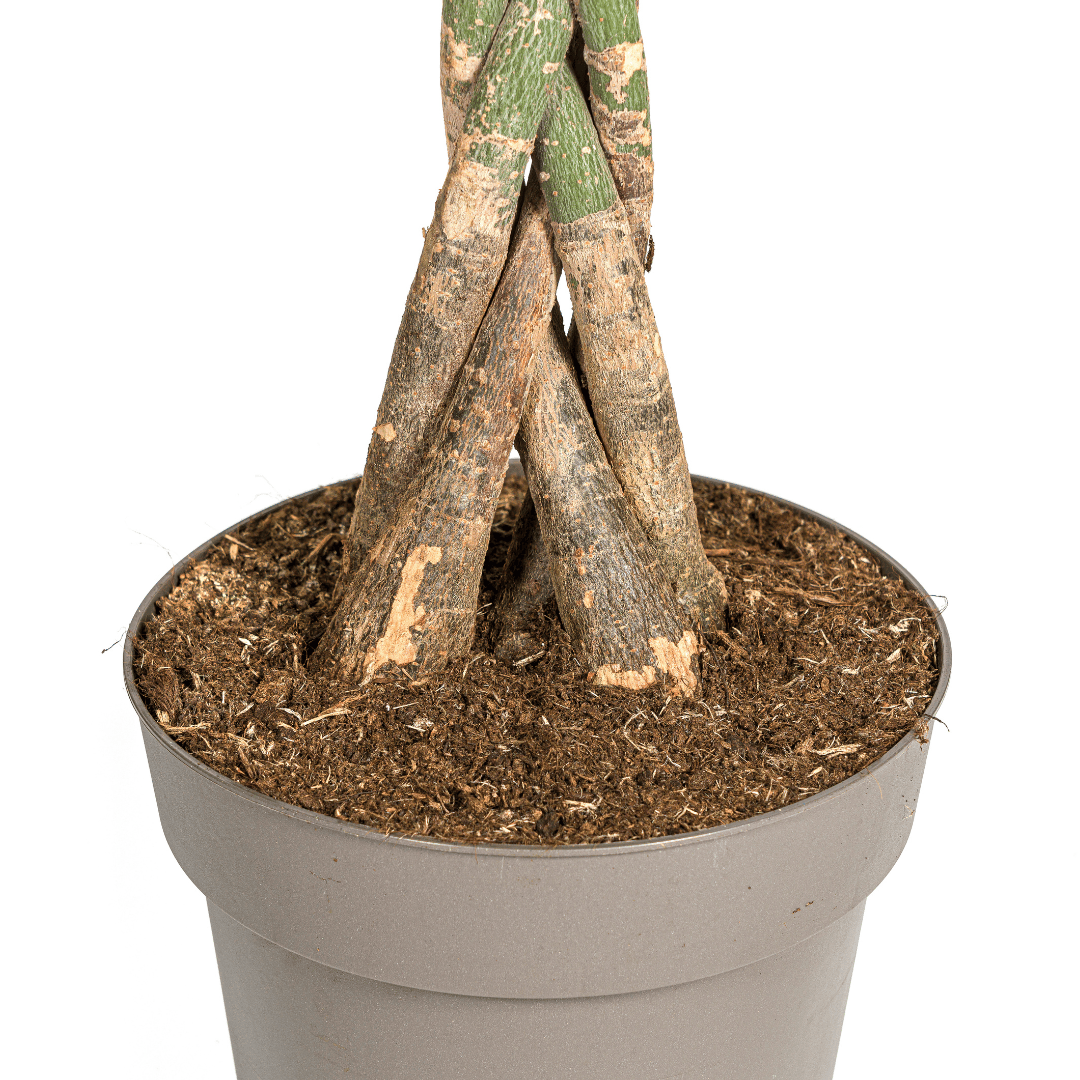Pachira Aquatica Ø27cm - ↕130 - 150cm - Botanic-Vibes