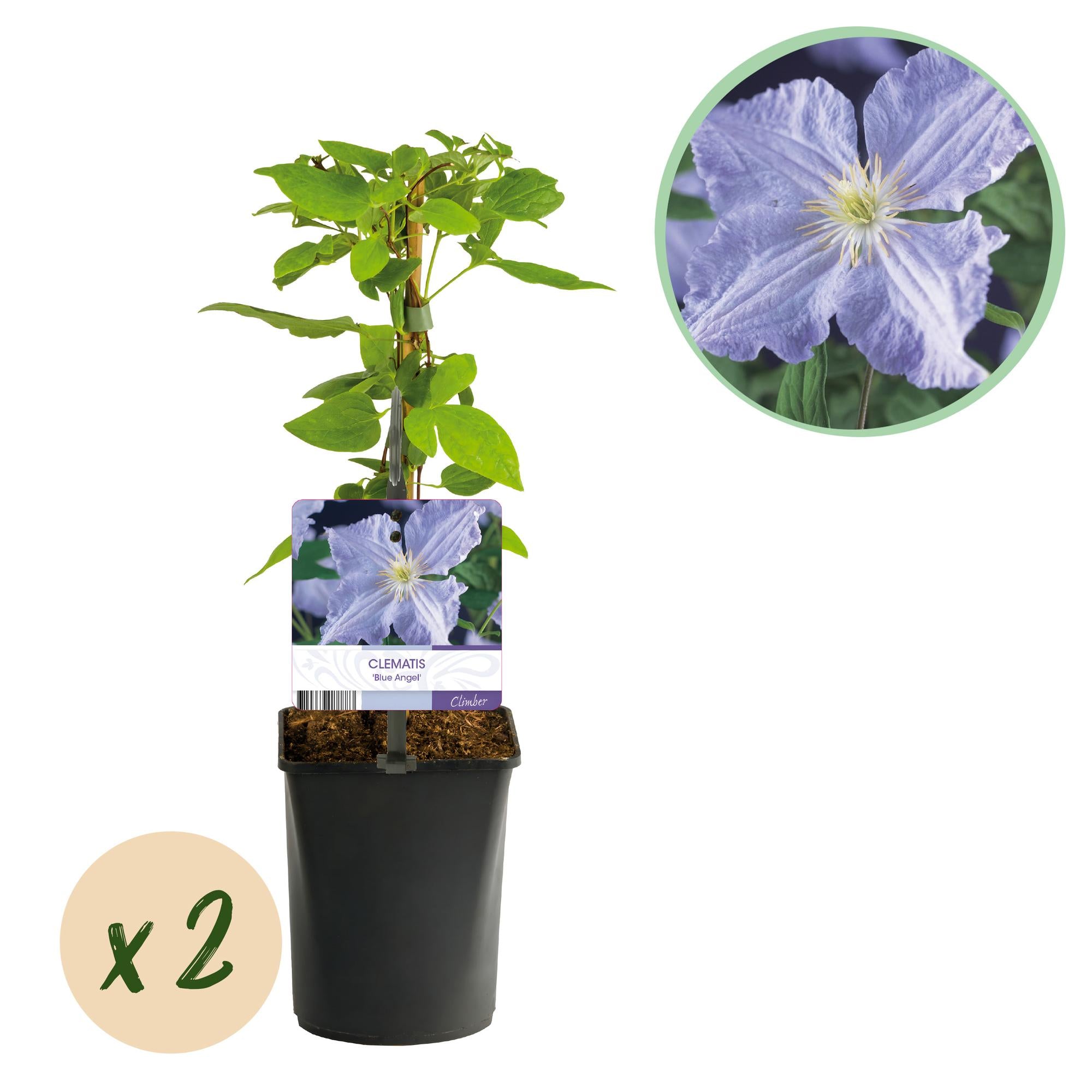 Kletterpflanze, Clematis Blau Angel, Blüte Licht Blau, Wenig Pflege, 2 Pflanzen, Topf 11 cm 40 cm