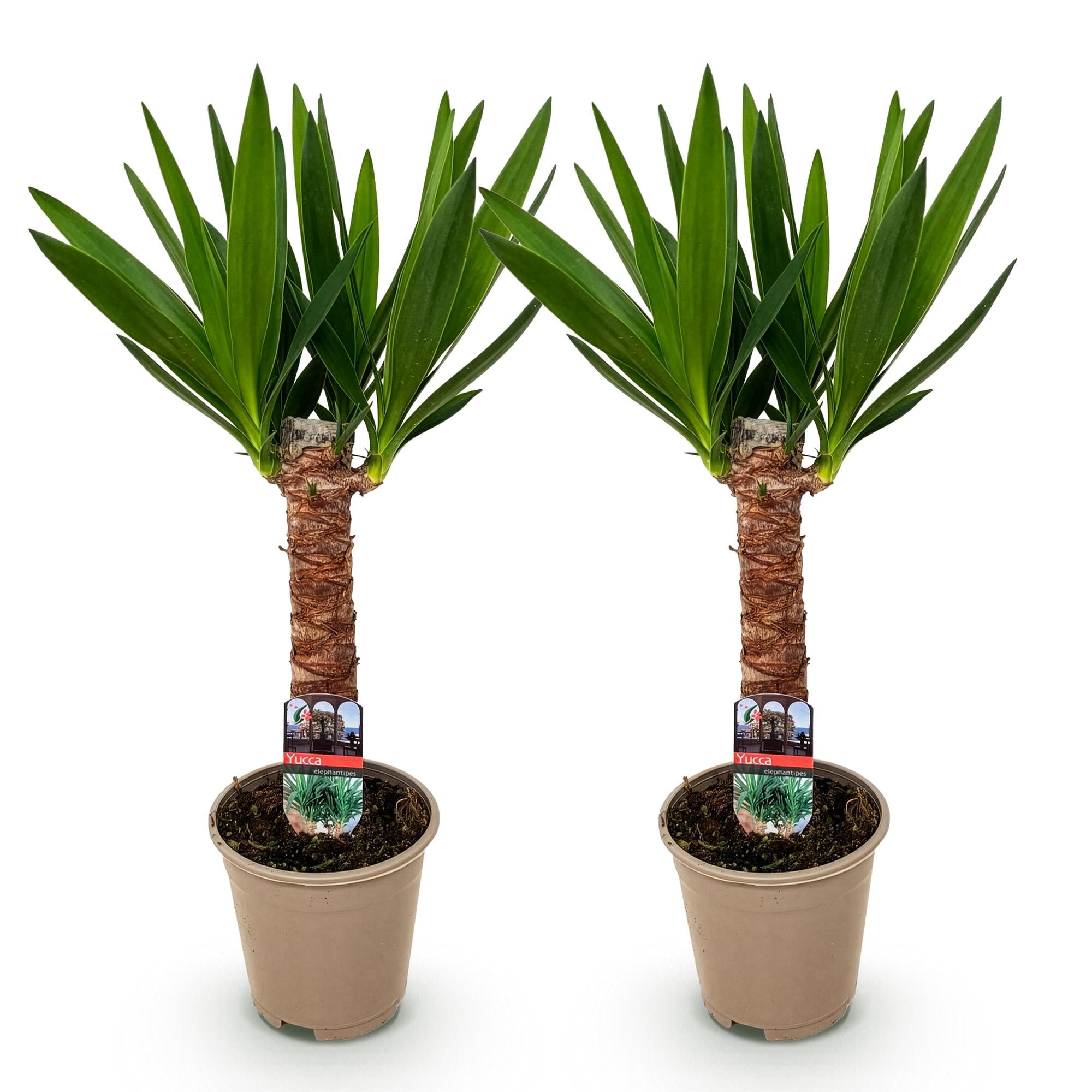 Yucca elephantipes, Yucca, Pflegeleicht, Grün, 2, Topf 14 cm, 55 cm