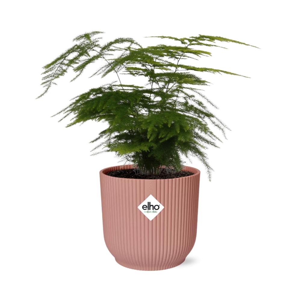 Asparagus Setaceus ‘Plumosus’ im ELHO Vibes Fold, 14 cm, rosa