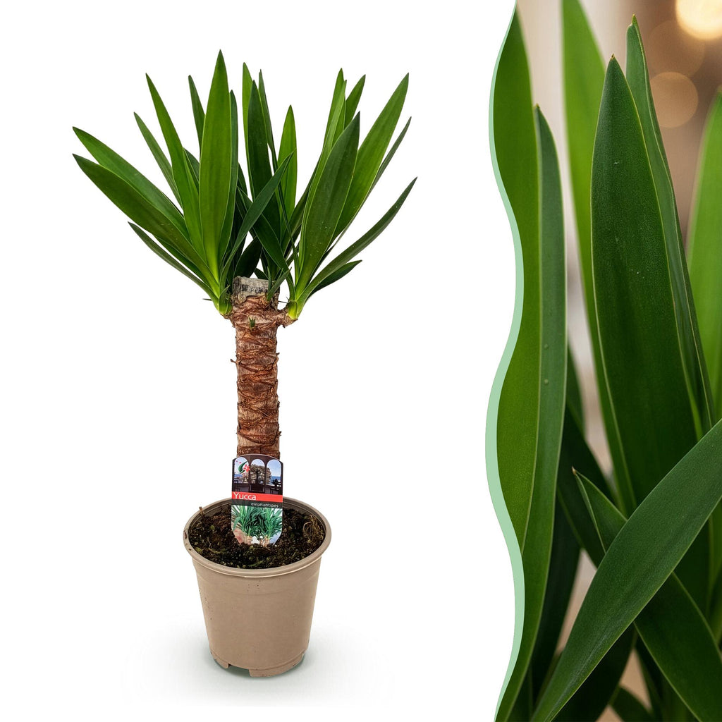 Yucca elephantipes, Yucca, Wenig Pflege, Grün, 1, Topf 14 cm, 55 cm