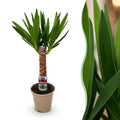 Yucca elephantipes, Yucca, Wenig Pflege, Grün, 1, Topf 14 cm, 55 cm