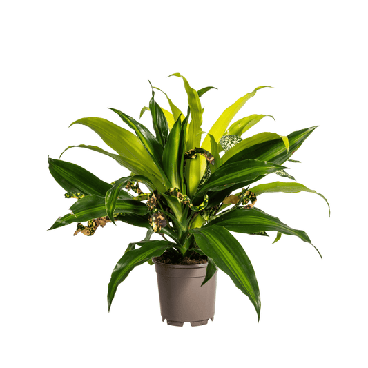 Mixed Combo Ø17cm - ↕55 - 65cm - Botanic-Vibes