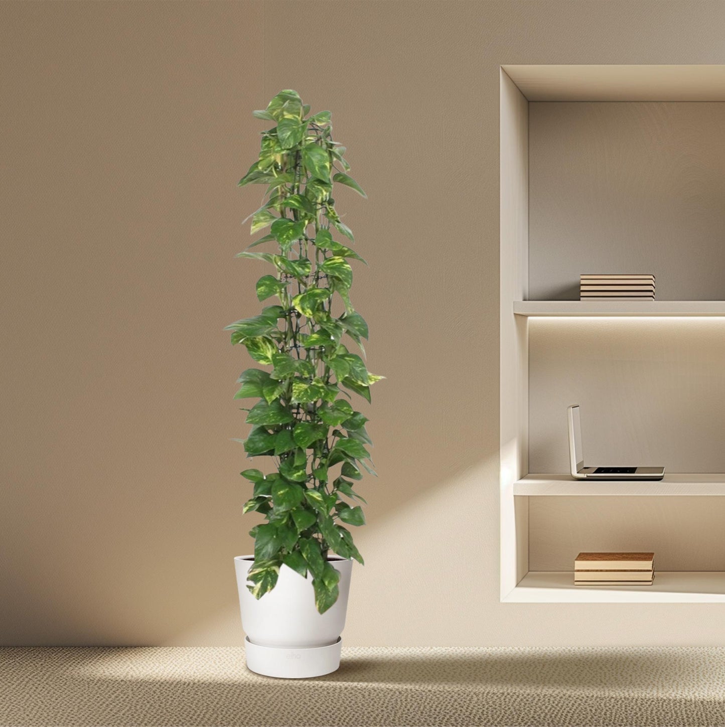 Epipremnum aureum Rankgitter – 160 cm – Ø27
