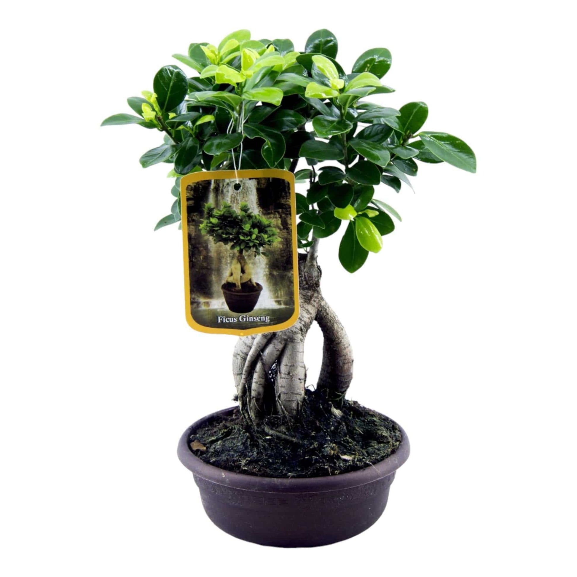 Ficus Microcarpa Ginseng – 30 cm – Ø17 - Botanic-Vibes
