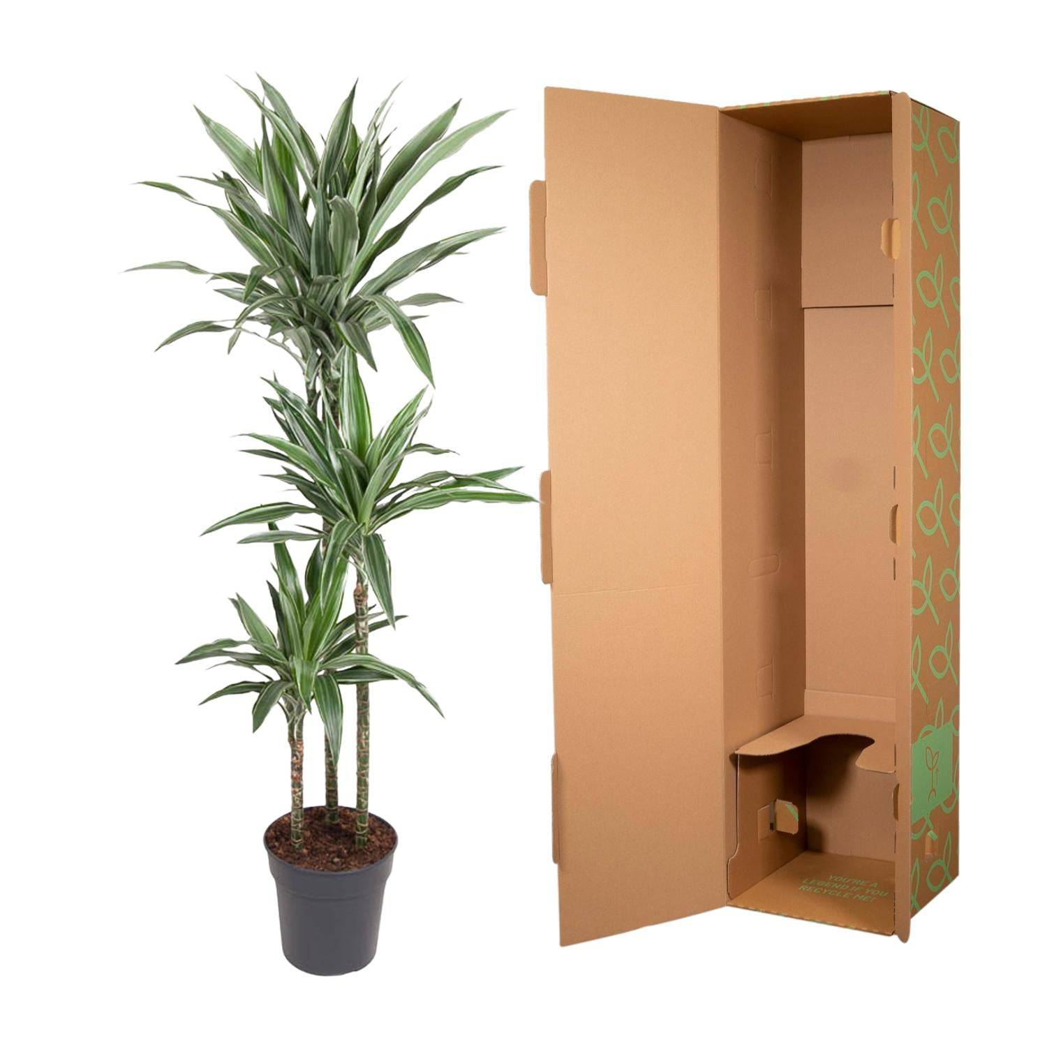 Dracaena Warneckei – 100 cm – Ø27 - Botanic-Vibes
