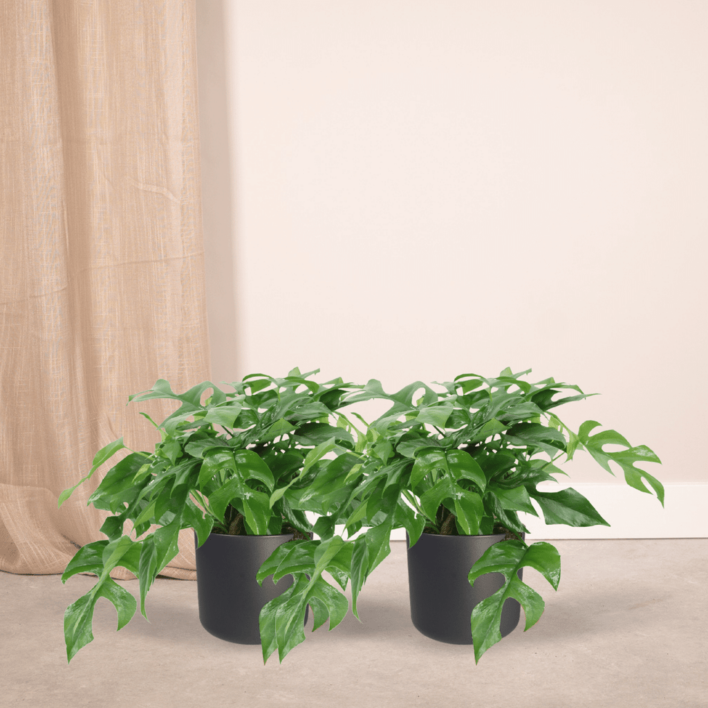 Monstera Minima, (Lochpflanze), 2 Stücke, Ø15 cm, 30 cm