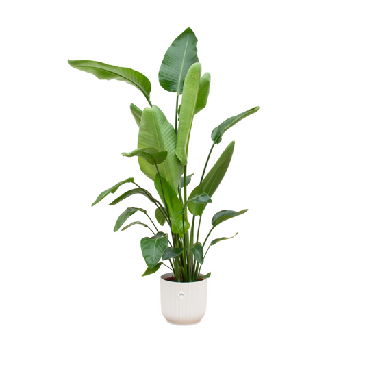 Strelitzia nicolai inklusive elho Vibes Fold Round weiß – 180 cm – Ø30