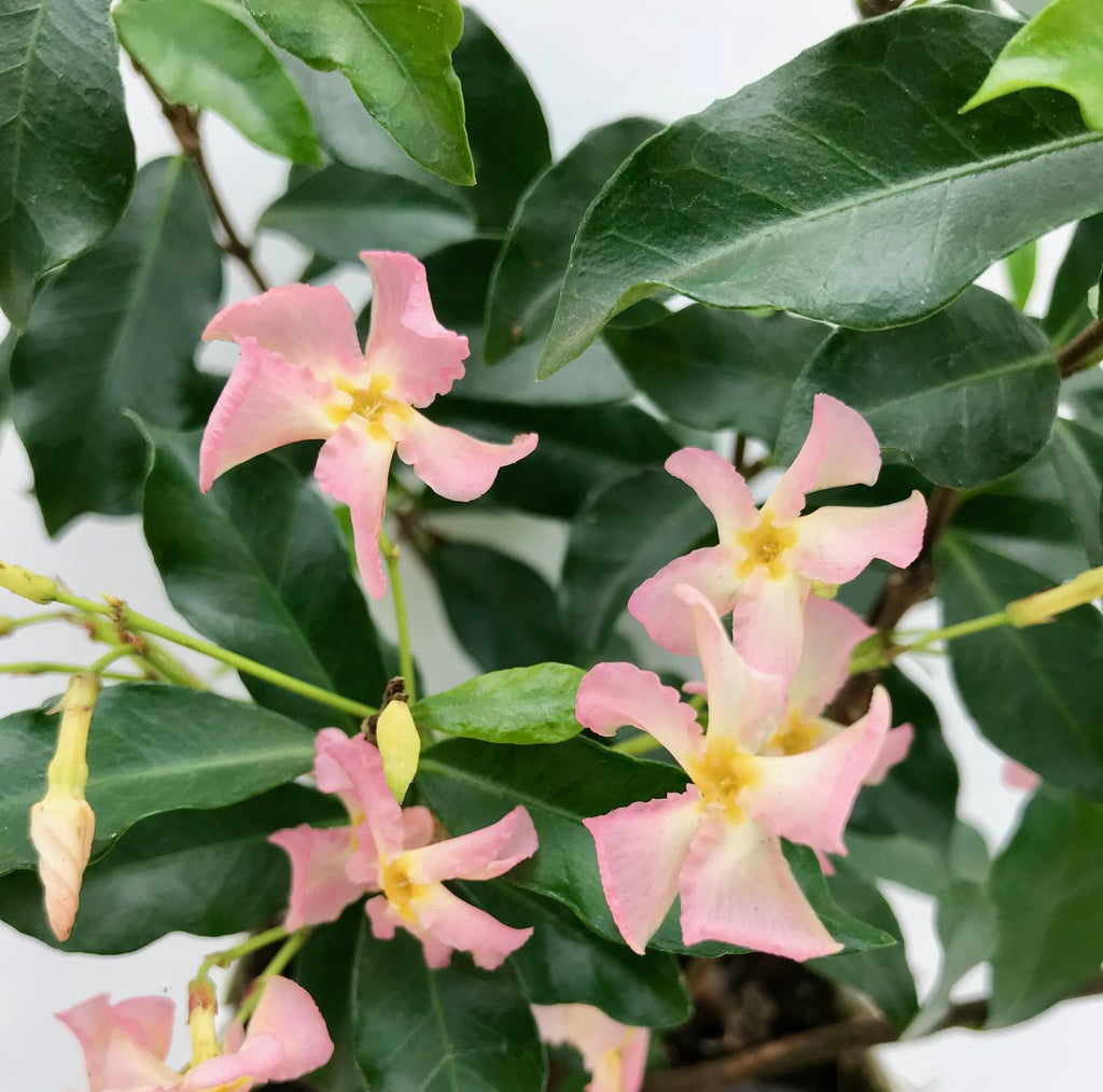 Trachelospermum 'Star of Ibiza', Toskanischer Jasmin Rosa, Ø15 cm, 65 cm