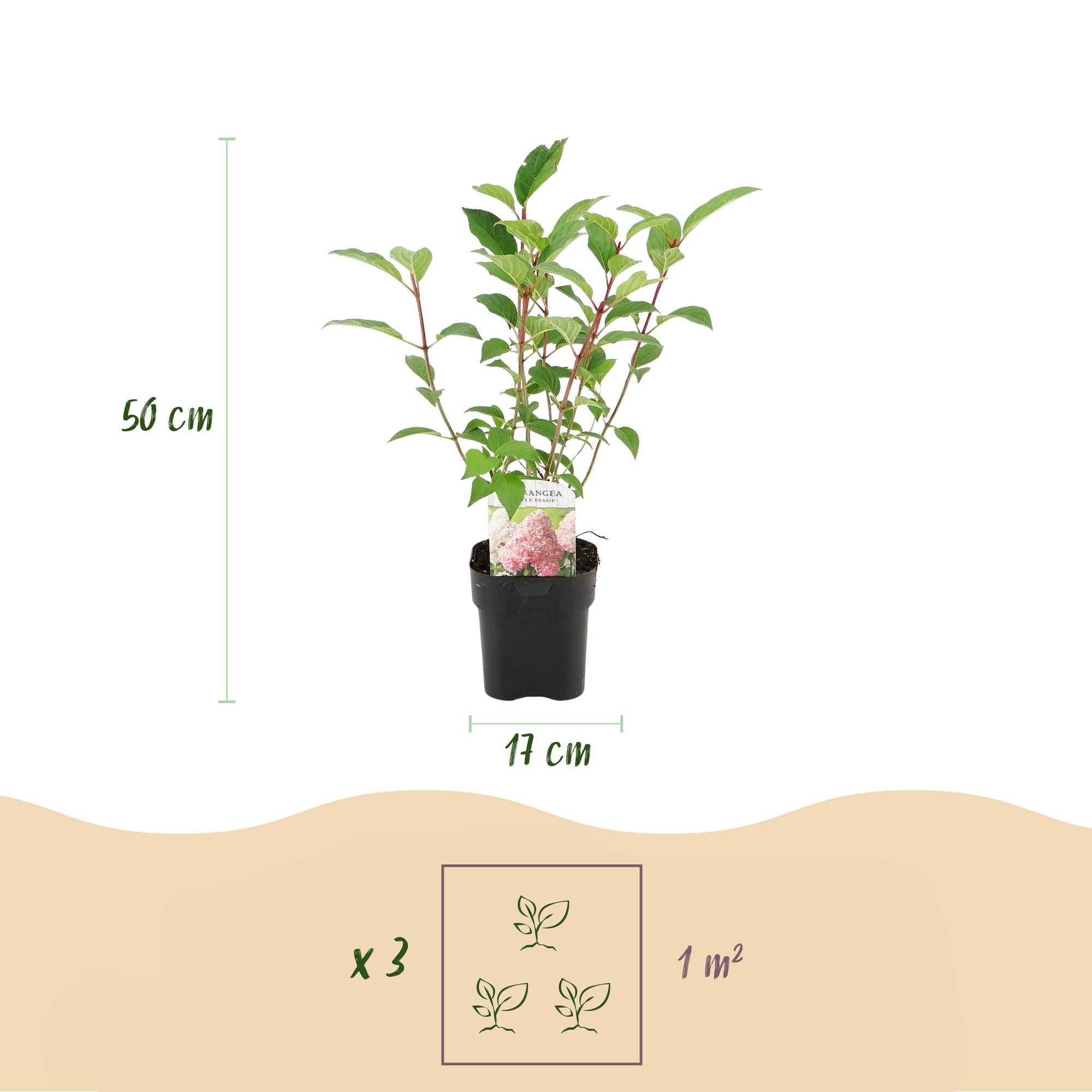 Rispenhortensie, Hydrangea panniculata Vanille Fraise, Blüte Weiß Rosa, 3 Pflanzen 1 m², Laubabwerfend, Große Blüten, Topf 17 cm 50 cm