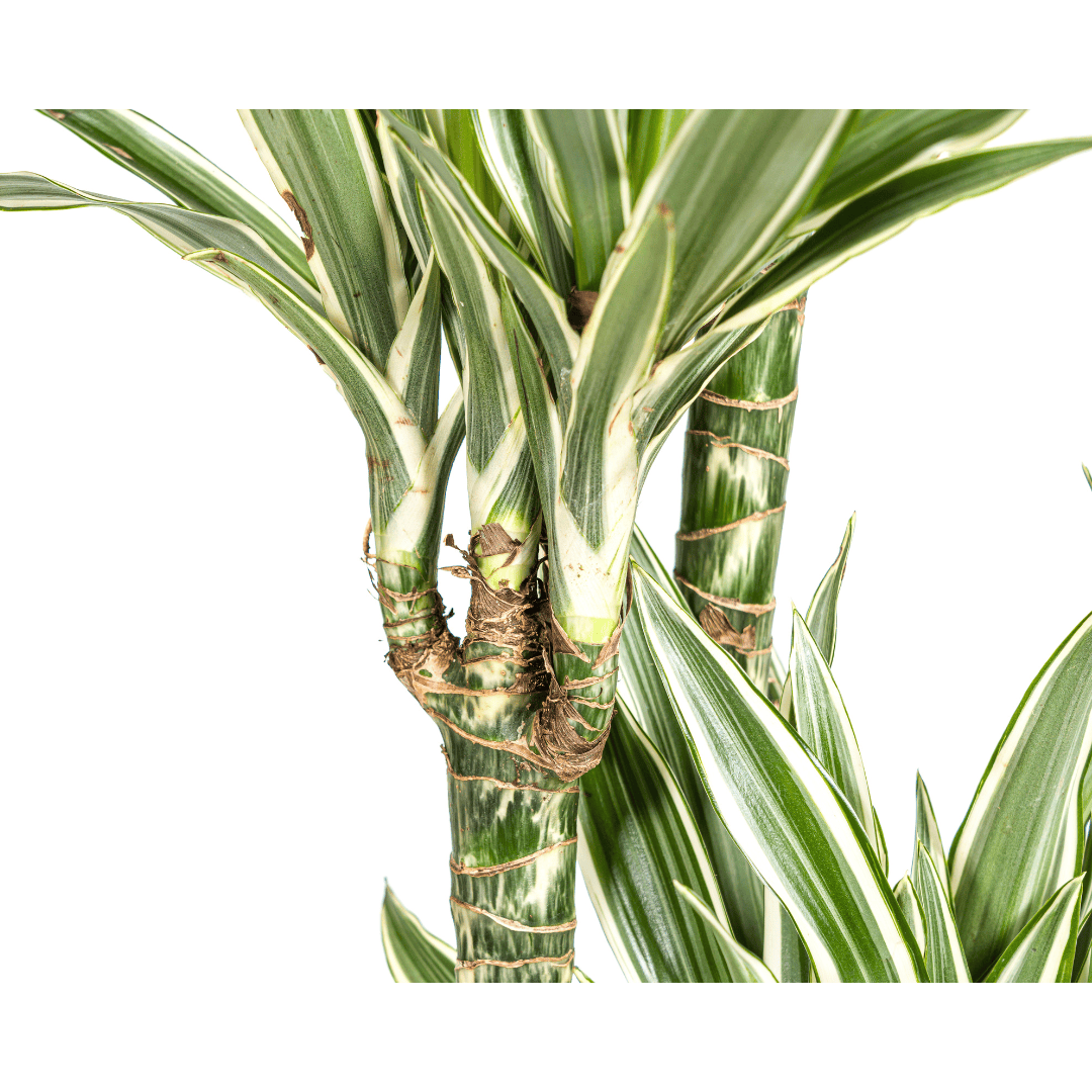 Dracaena Deremensis White Stripe Ø27cm - ↕170 - 190cm - Botanic-Vibes