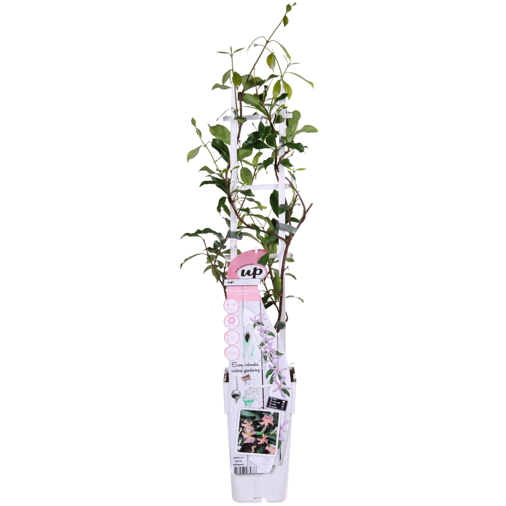 Trachelospermum 'Star of Ibiza', Toskanischer Jasmin Rosa, Ø15 cm, 65 cm