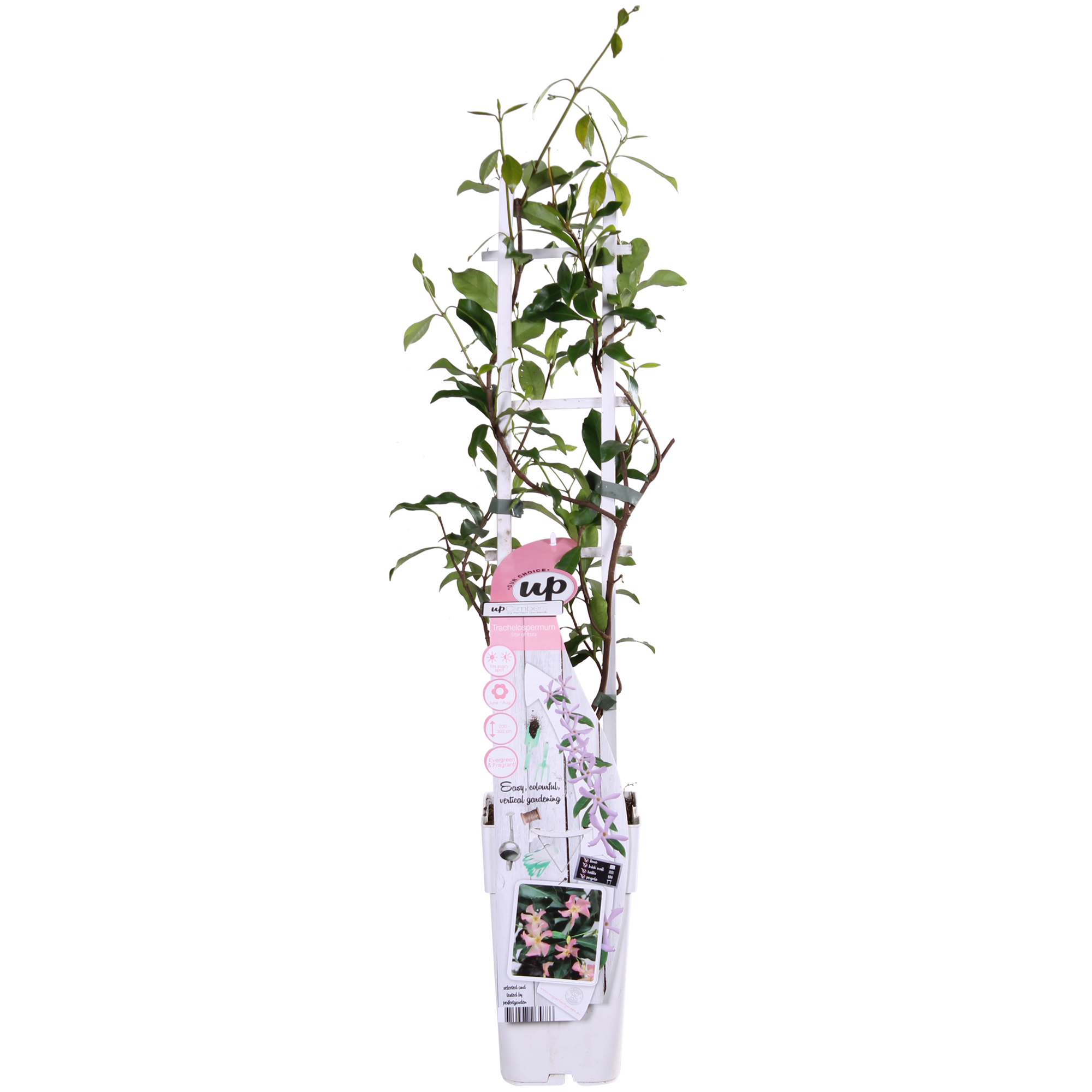Trachelospermum 'Star of Ibiza', Toskanischer Jasmin Rosa, Ø15 cm, 65 cm