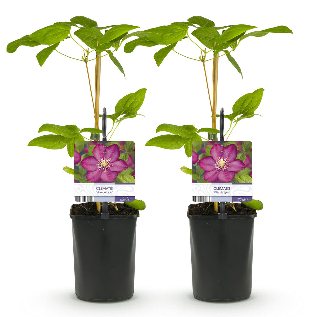 Kletterpflanze, Clematis Ville de Lyon, Blüte Rosa, Wenig Pflege, 2 Pflanzen, Topf 11 cm 40 cm