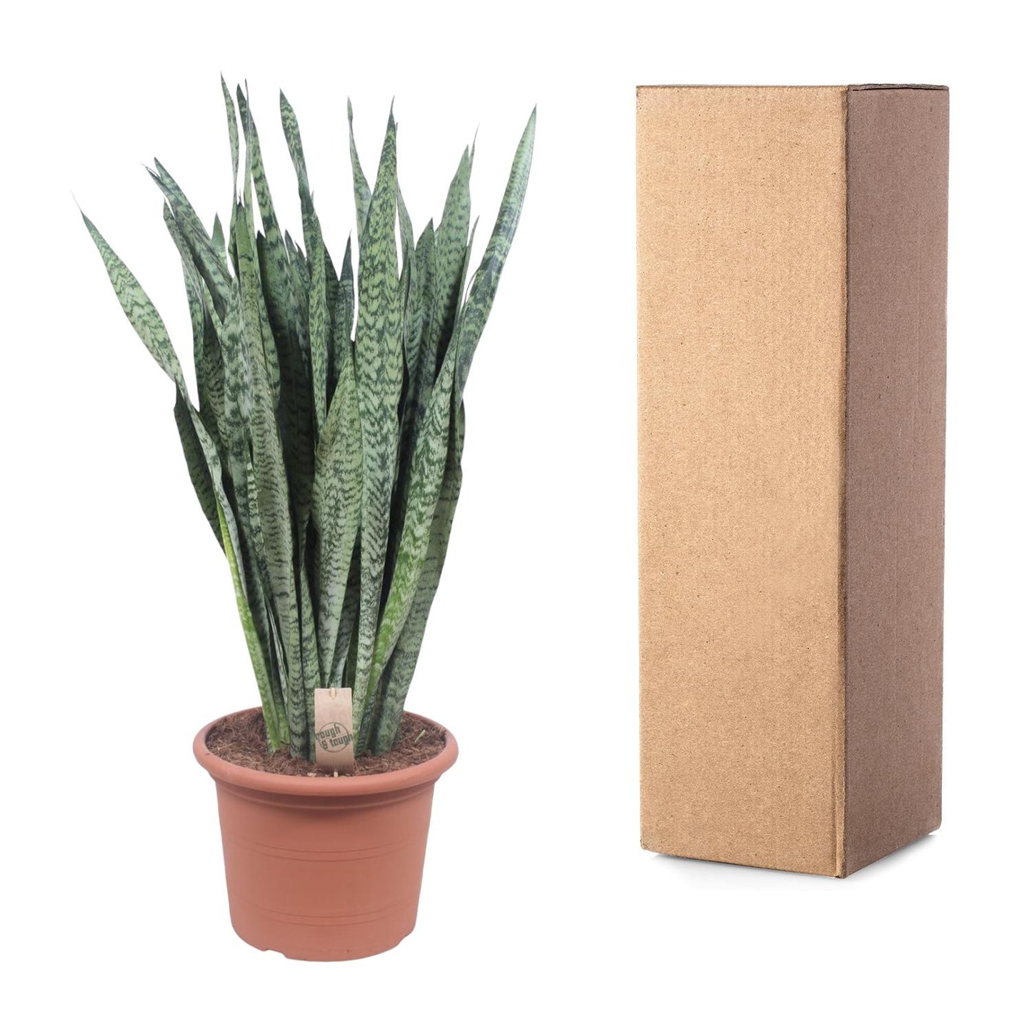 Sansevieria zeylenica – 110 cm – Ø35