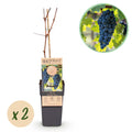 Obstpflanze, Vitis vinifera Boskoop Glory, Weinrebe, Winterhart, Blaue Traube, 2 Pflanzen, Topf 15 cm, 50 cm