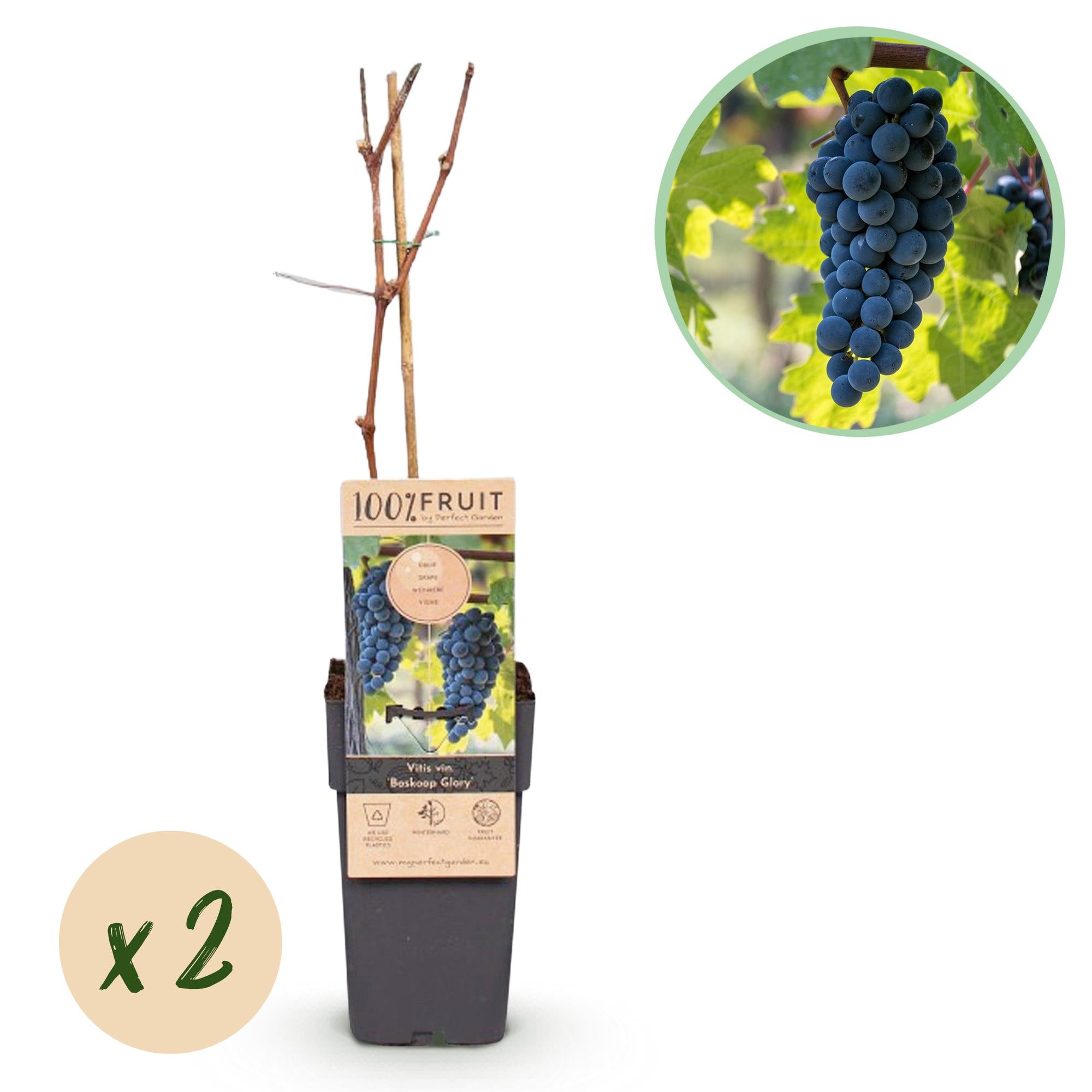 Obstpflanze, Vitis vinifera Boskoop Glory, Weinrebe, Winterhart, Blaue Traube, 2 Pflanzen, Topf 15 cm, 50 cm