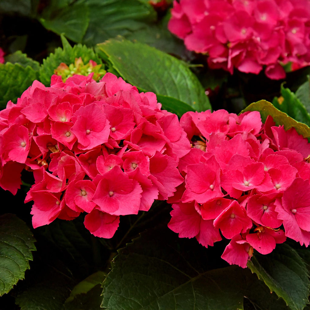 Hortensie, Hydrangea macrophylla Rot, Blüte Rot, 1 Pflanze, Laubabwerfend, Wenig Pflege, Topf 17 cm 30 cm