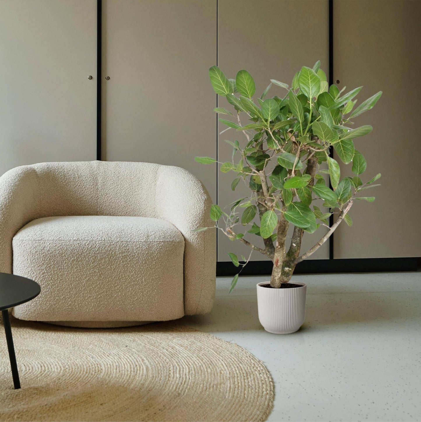 Ficus benghalensis verzweigt – 140 cm – Ø40 - Botanic-Vibes