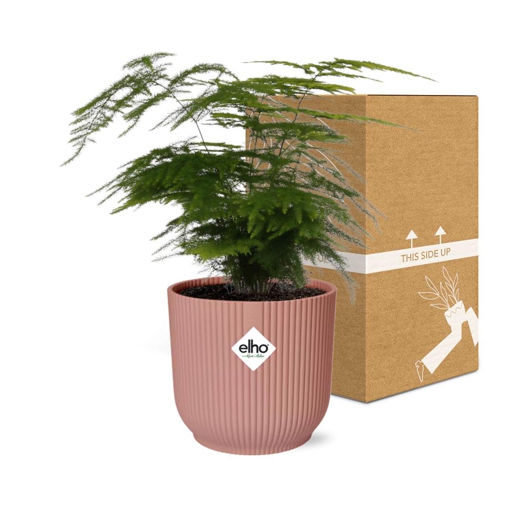 Asparagus Setaceus ‘Plumosus’ im ELHO Vibes Fold, 14 cm, rosa