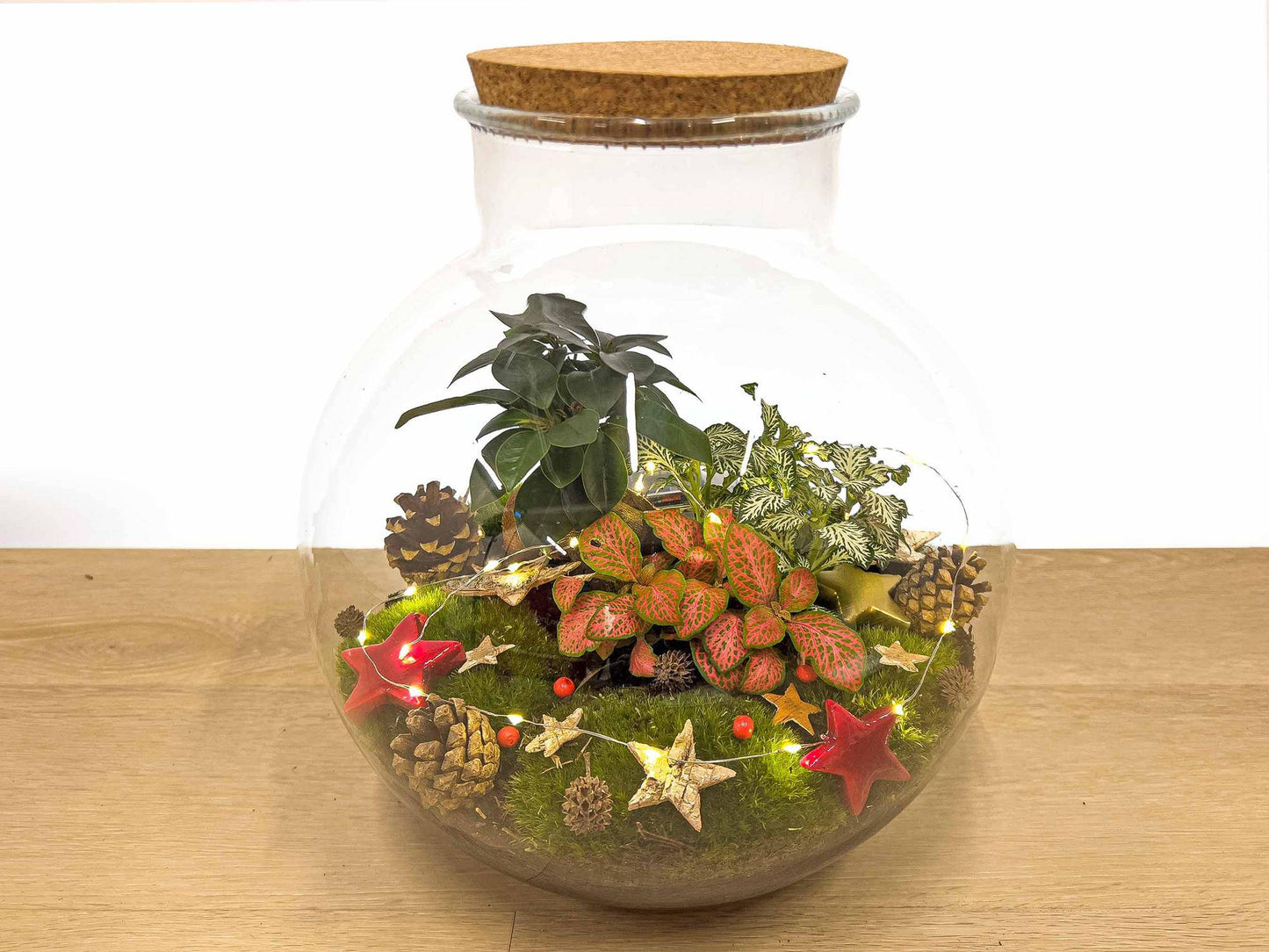 Bolder Bob Bonsai Weihnachten – DIY – 30 cm - Botanic-Vibes