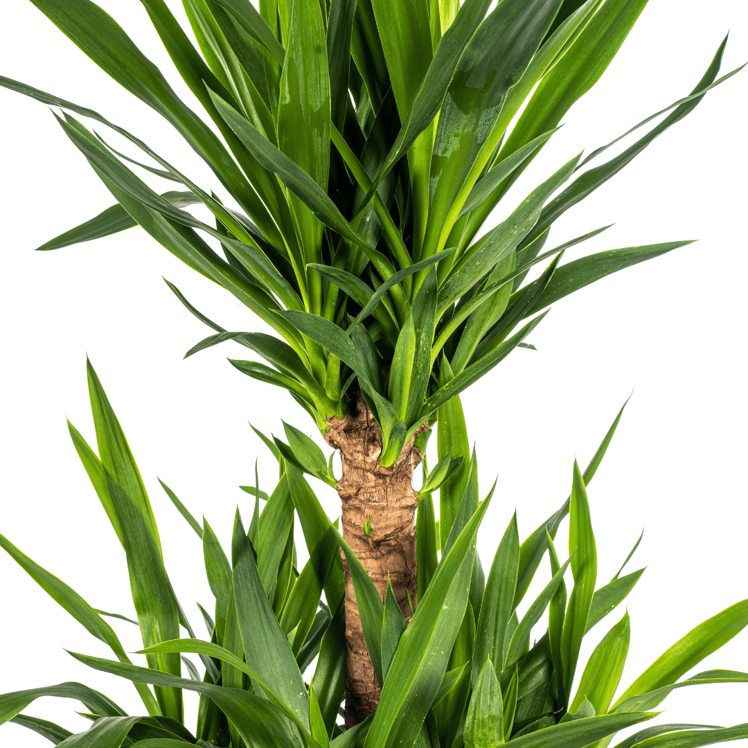 Yucca Elephantipes Ø30cm - ↕90 - 110cm - Botanic-Vibes