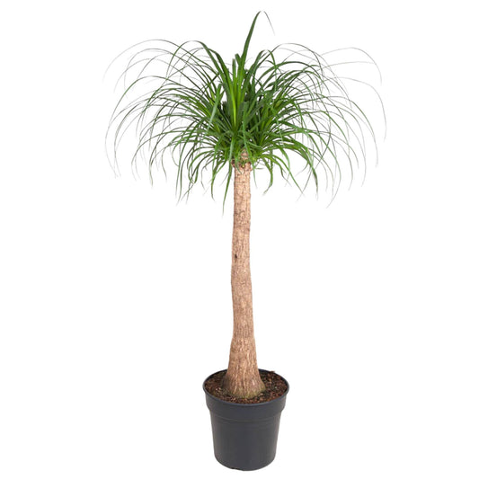 Beaucarnea Stamm – 120 cm – ø32