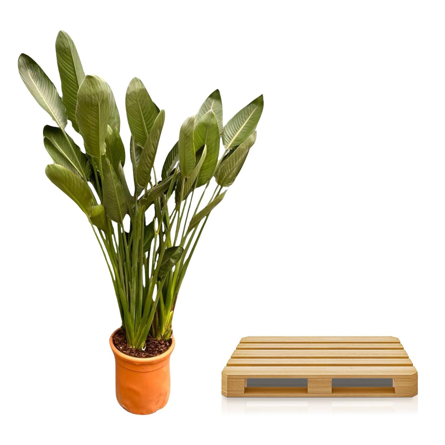 Strelitzia reginae xxl – 200cm – Ø50