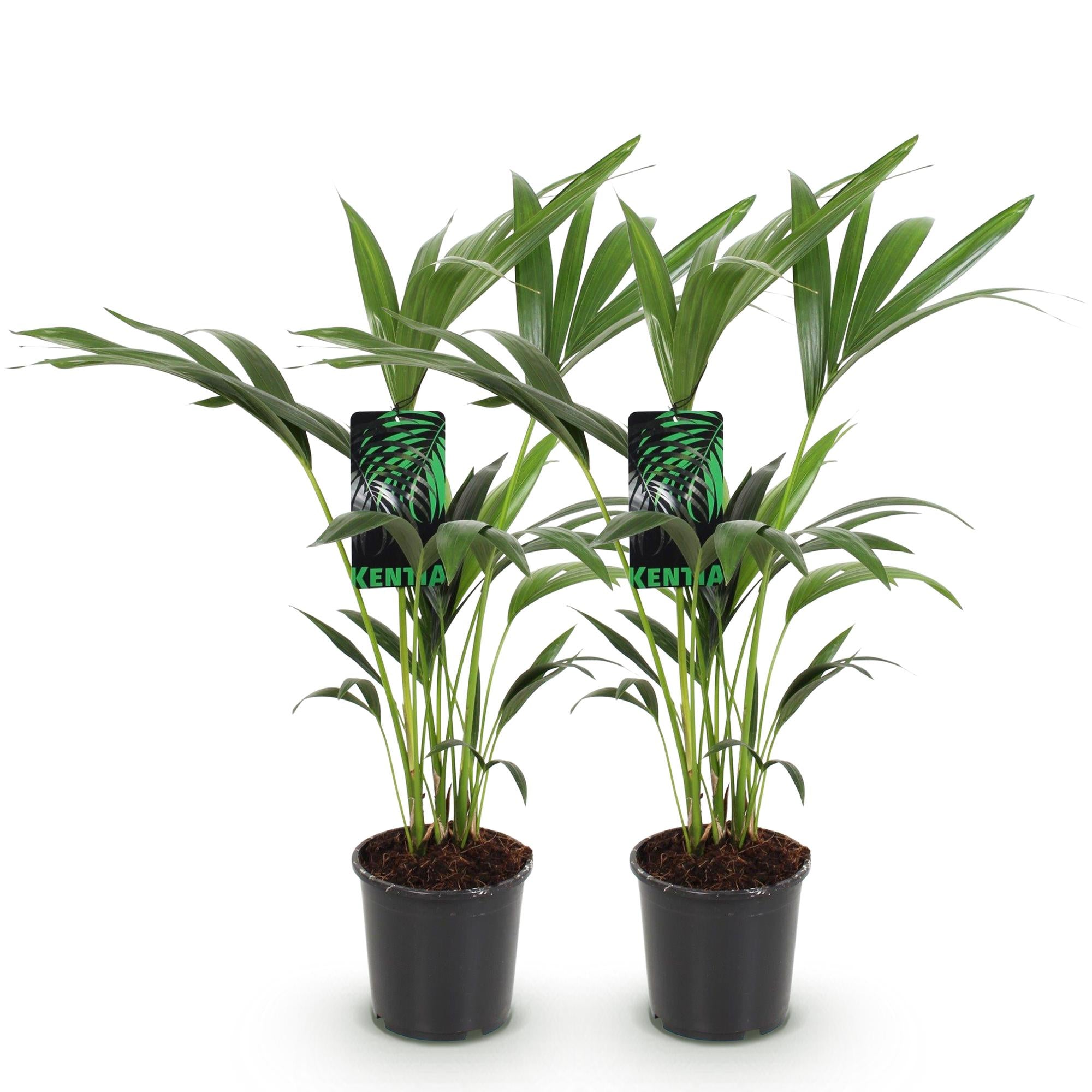 Howea Forsteriana, Kentia-Palme, Wenig Pflege, Grün, 2 Pflanzen, Topf 17 cm, 70-75 cm