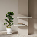 Ficus Microcarpa Ginseng – 80 cm – Ø27 - Botanic-Vibes