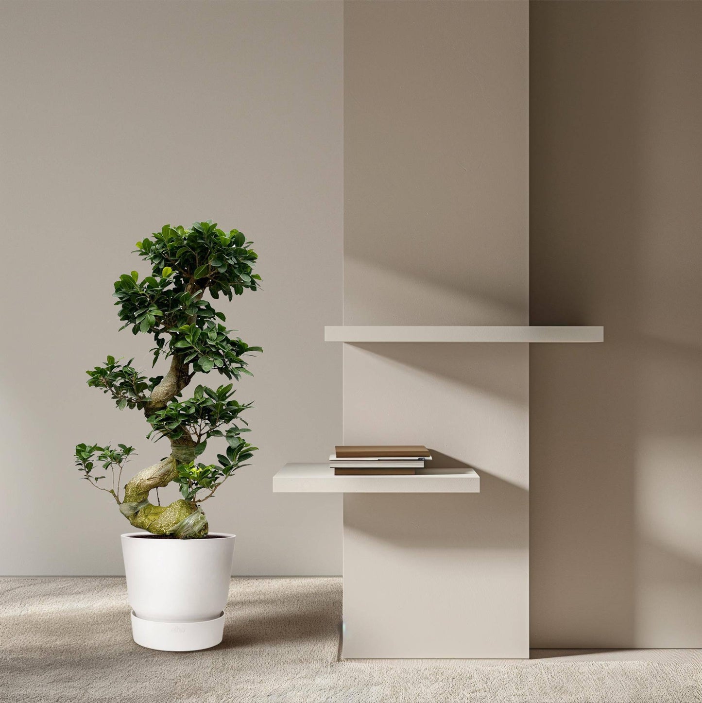 Ficus Microcarpa Ginseng – 80 cm – Ø27 - Botanic-Vibes