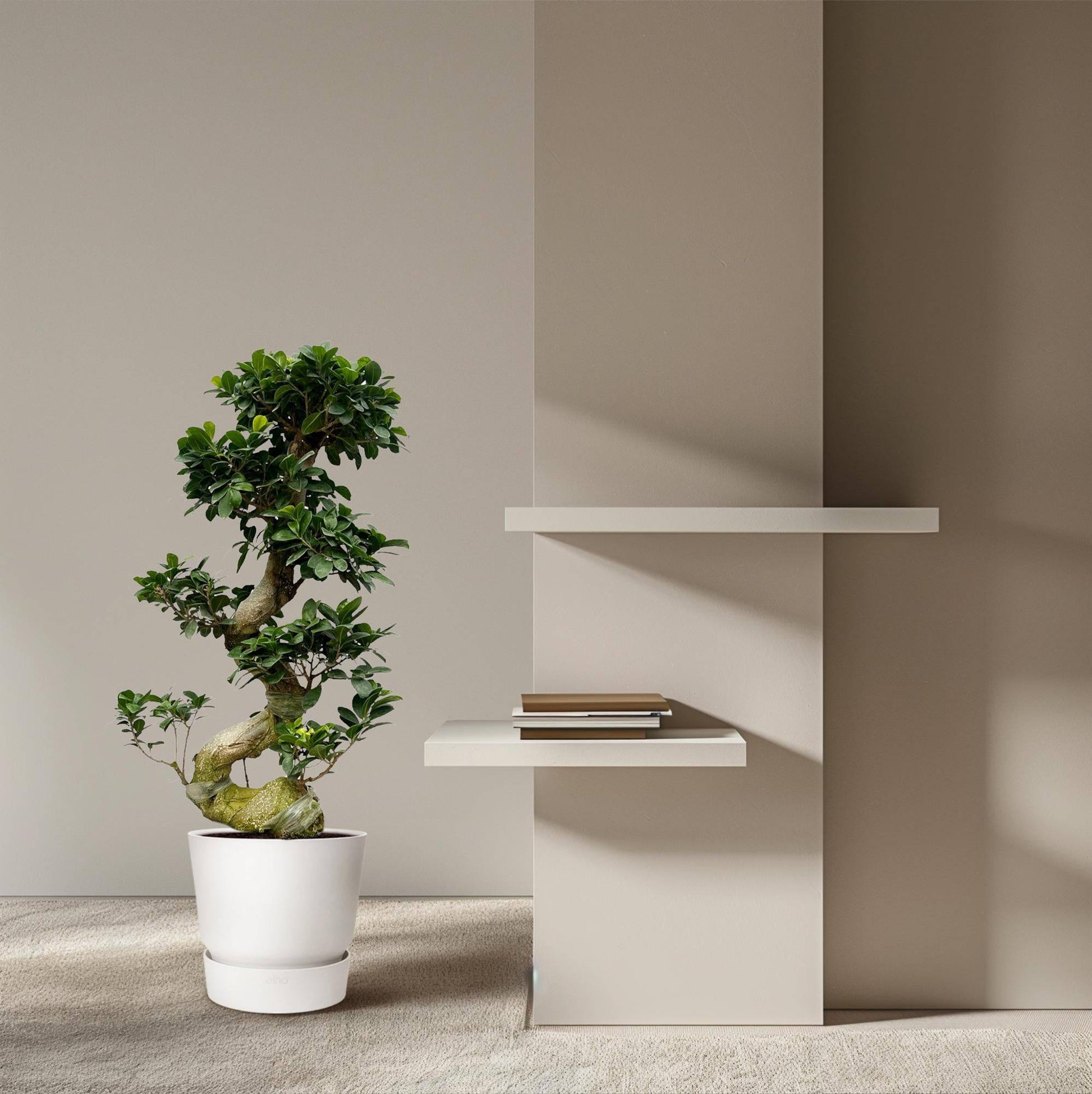 Ficus Microcarpa Ginseng – 80 cm – Ø27 - Botanic-Vibes