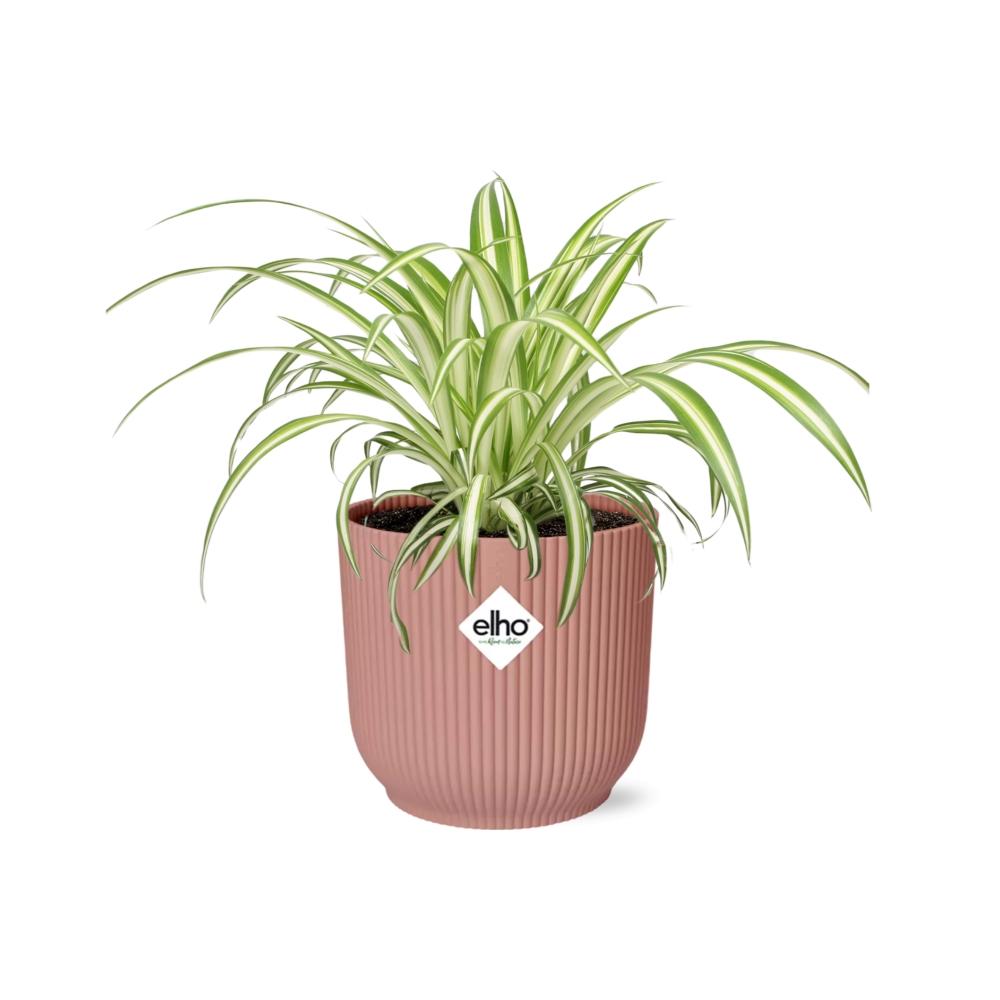 Chlorophytum Comosum Variegatum im ELHO Vibes Fold, 14 cm, rosa