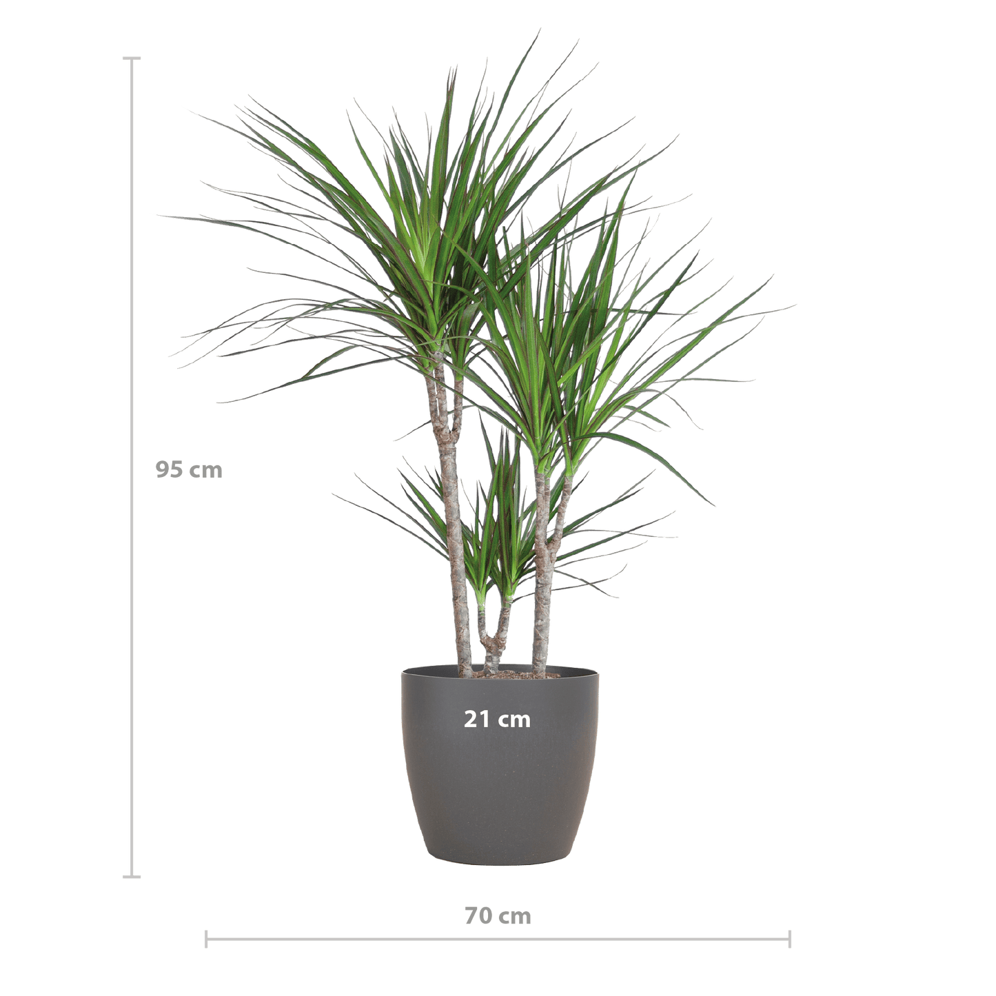 Dracaena Marginata mit Viber-Topf grau – 95 cm – Ø21 - Botanic-Vibes