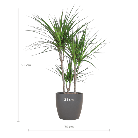 Dracaena Marginata mit Viber-Topf grau – 95 cm – Ø21 - Botanic-Vibes