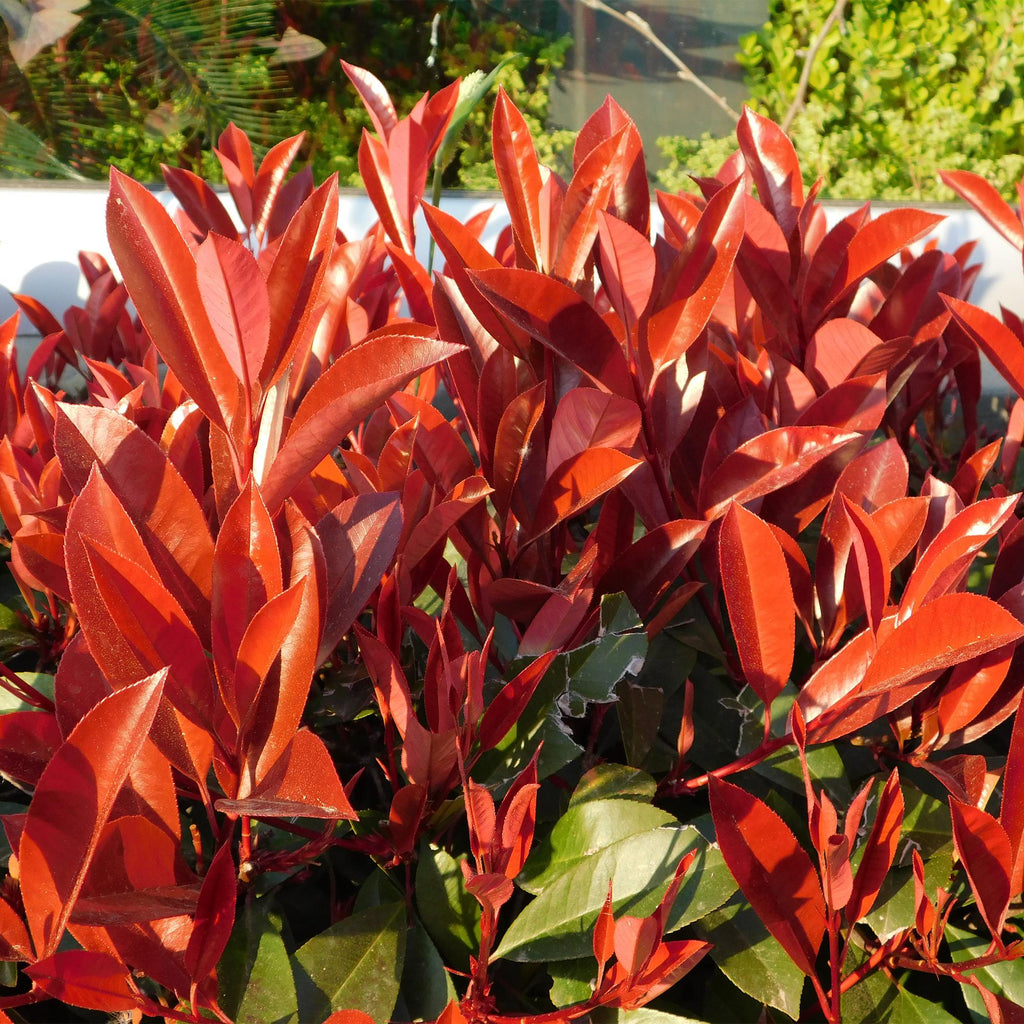Heckenpflanzen, Photinia fraseri Rot Robin, grün rot, 6 Pflanzen, 1 laufender Meter, immergrün, Topf 17 cm 50 cm