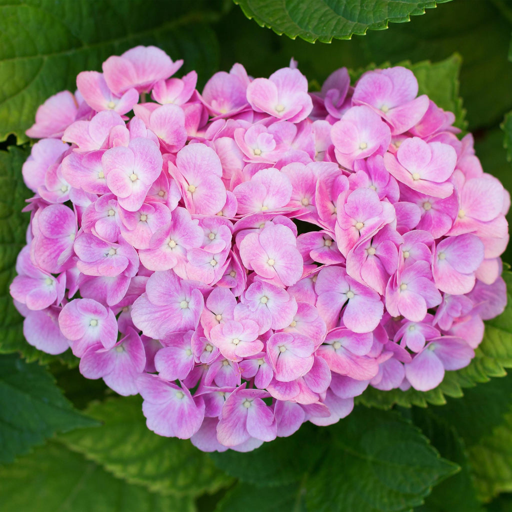 Hortensie, Hydrangea macrophylla Rosa, Blume Rosa, 3 Pflanzen, 1 m2, Laubabwerfend, Wenig Pflege, Topf 17 cm 30 cm