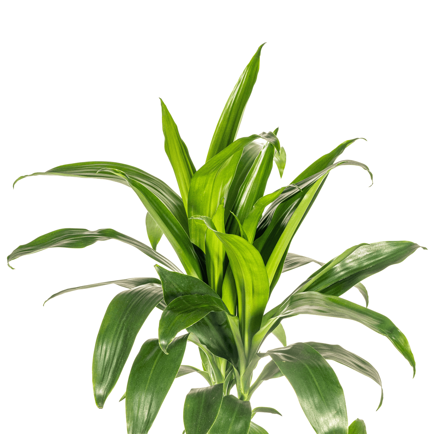 Dracaena Deremensis Lisa Ø21cm - ↕90 - 110cm - Botanic-Vibes