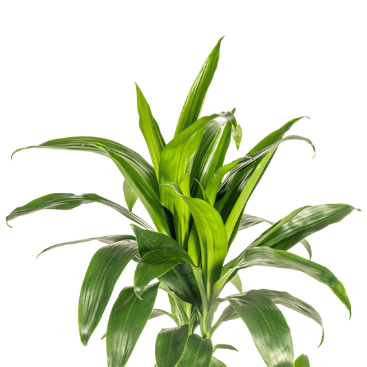 Dracaena Deremensis Lisa Ø21cm - ↕90 - 110cm - Botanic-Vibes