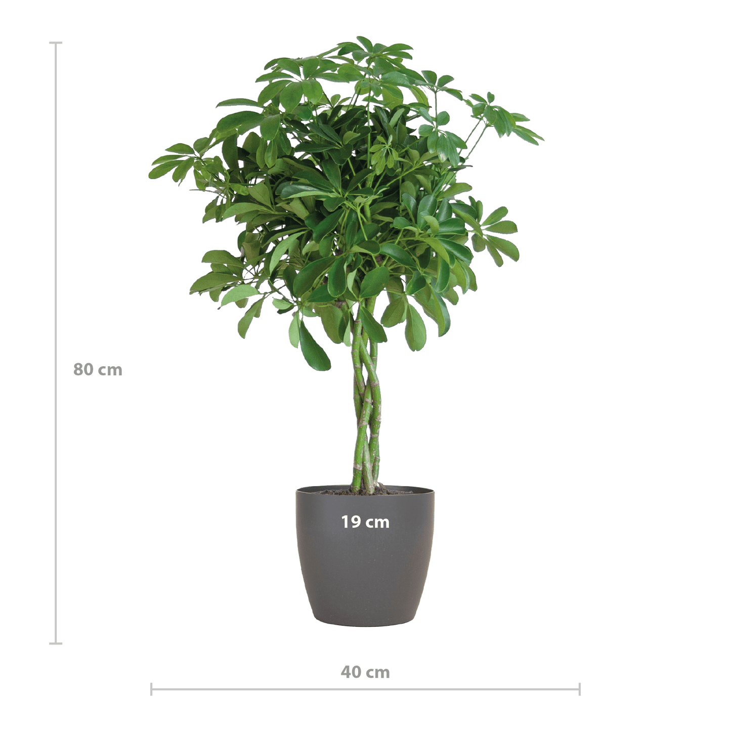 Schefflera Arab Nora mit Viber grau – 70 cm – Ø21 - Botanic-Vibes