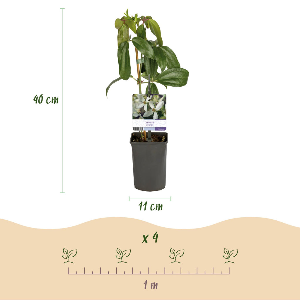 Kletterpflanze, Clematis armandii, Blüte Weiß, Immergrün, Wenig Pflege, 1 Pflanze Topf 11 cm 40 cm