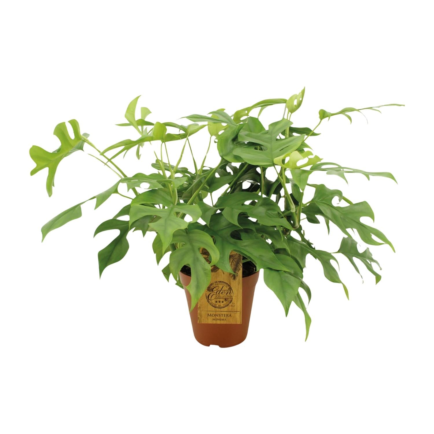 Monstera Minima, Ø15 cm, 25 cm