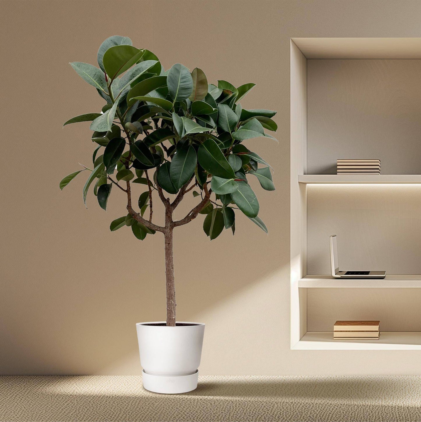 Ficus elastica 'Robusta' auf Stamm – 190 cm – Ø40 - Botanic-Vibes