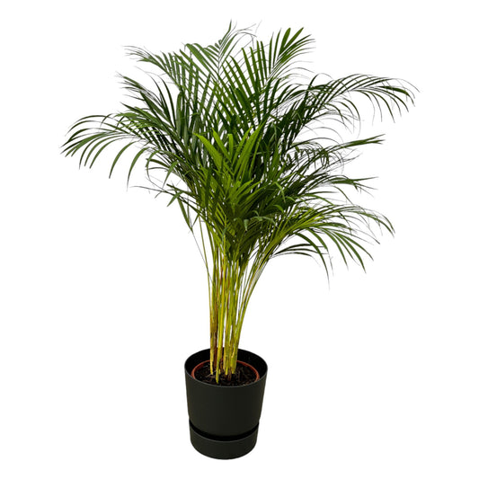 Areca-Palme – 130 cm – Ø24 inklusive elho Greenville Round Schwarz D30×H28