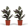 2x Calathea Ornata, Pfauenpflanze, 50 cm, Ø14 cm